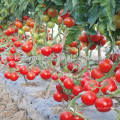 T05 Jinxia madurez temprana f1 semillas de tomate híbrido determinado de China